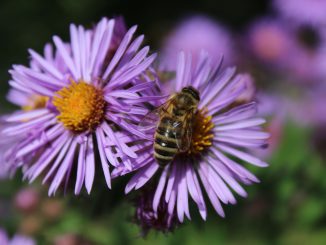 Biene Insekten