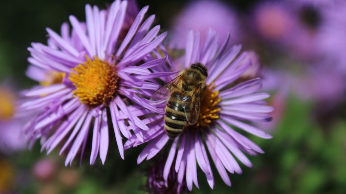 blume1 Biene Insekten