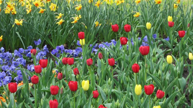 Frühling Beet Tulpen