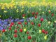 Frühling Beet Tulpen