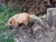 Nasenbär Zoo