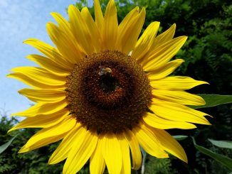 Biene Insekten Natur Sonnenblume
