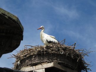 Storch