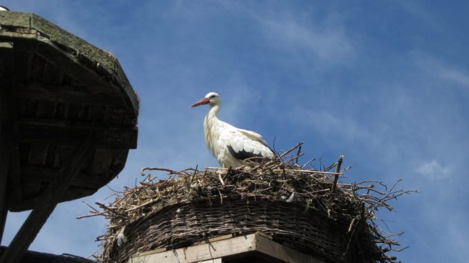Storch