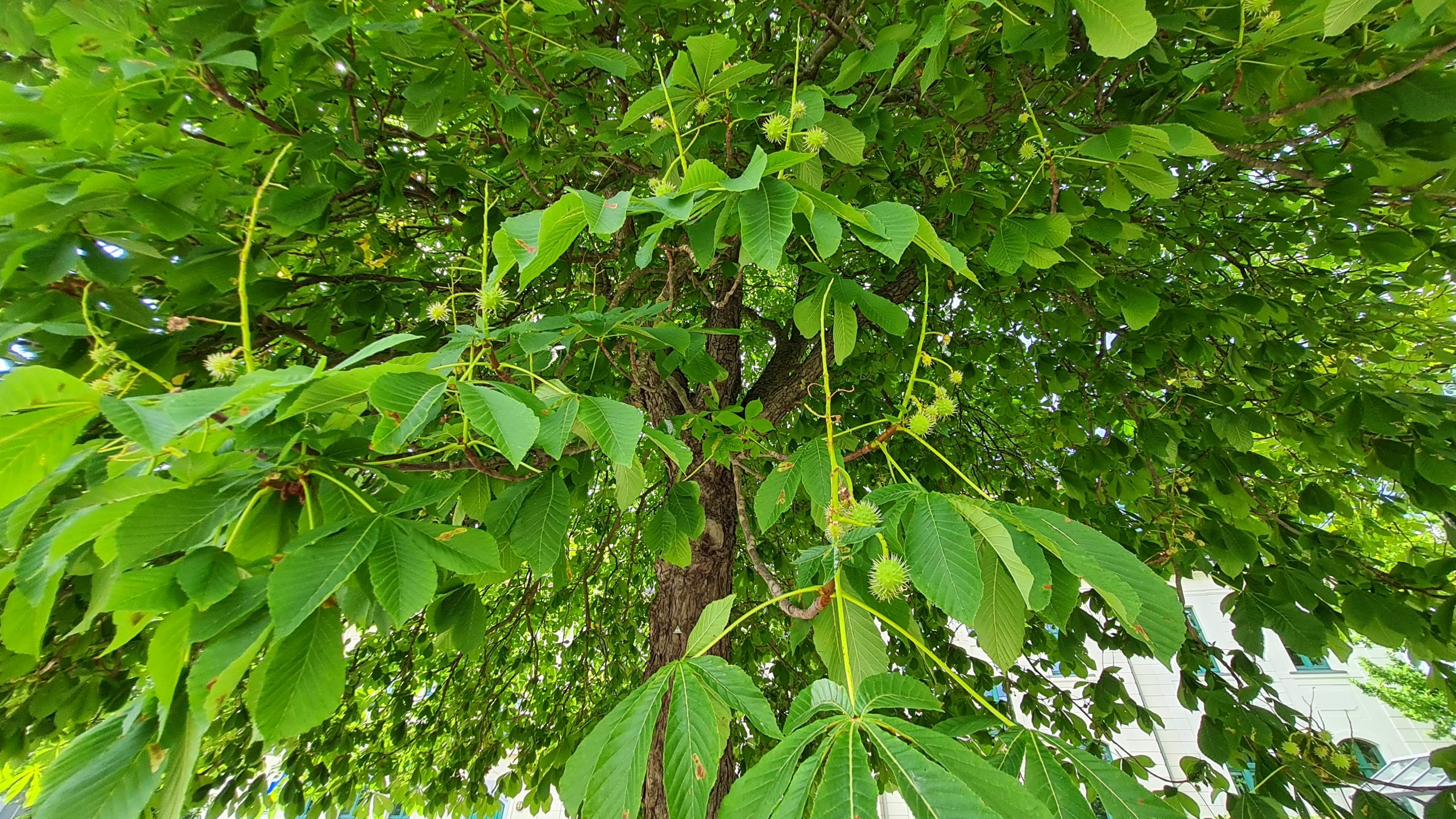 F-llung-von-2-Kastanien-an-der-Baustelle-der-Grundschule-Schimmelstra-e