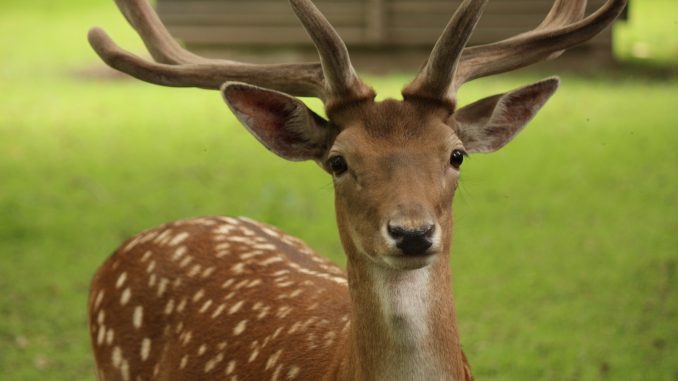 Damwild