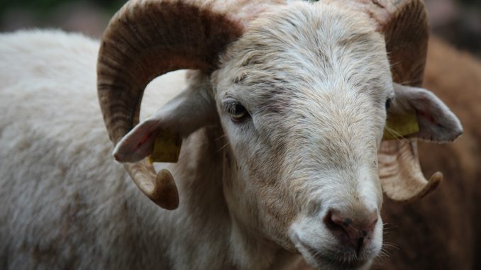 Schaf Mufflon