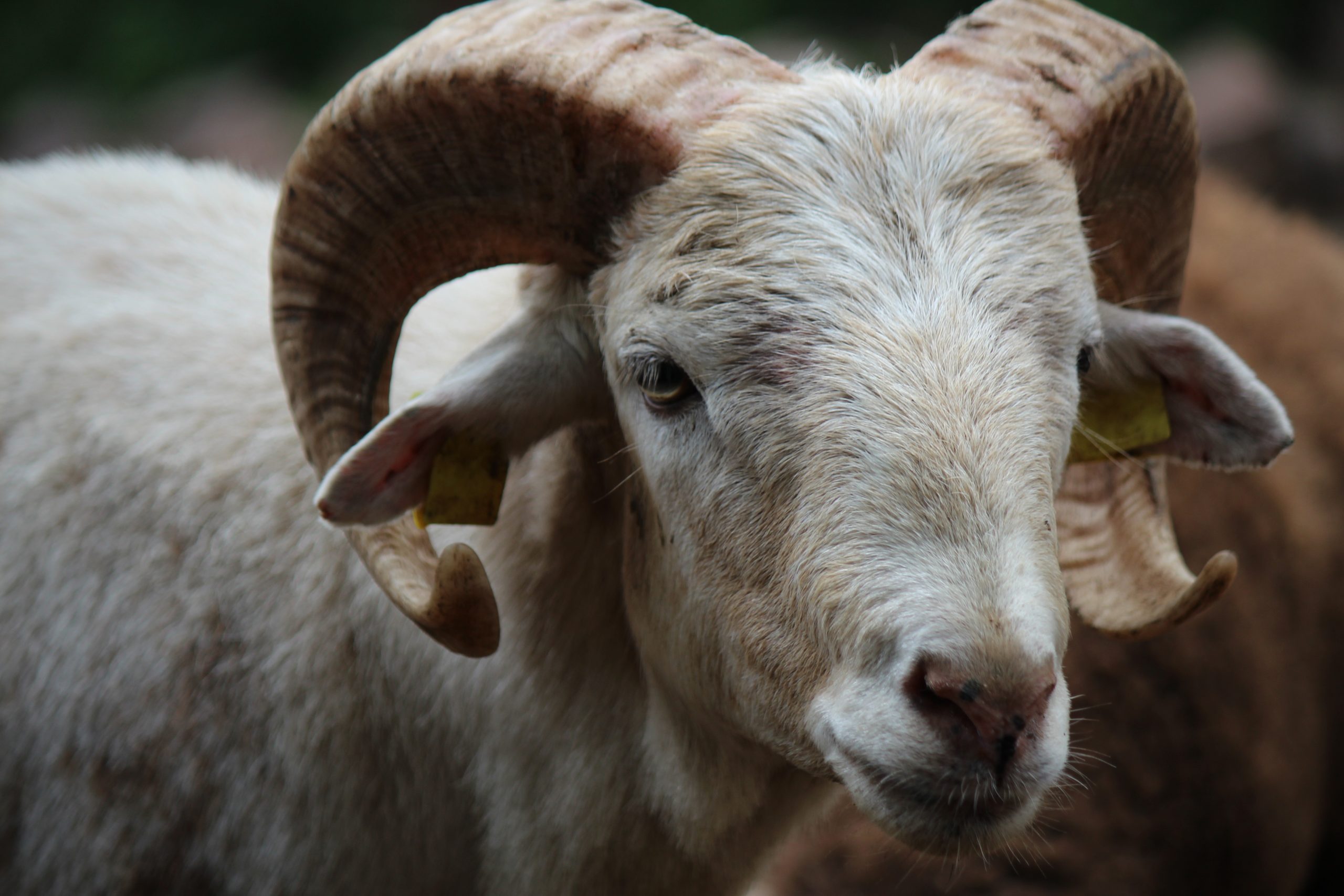 Tierschutzbericht-2025-vorgestellt-Tierschutz-bleibt-gesamtgesellschaftliche-Aufgabe