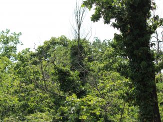 Natur
