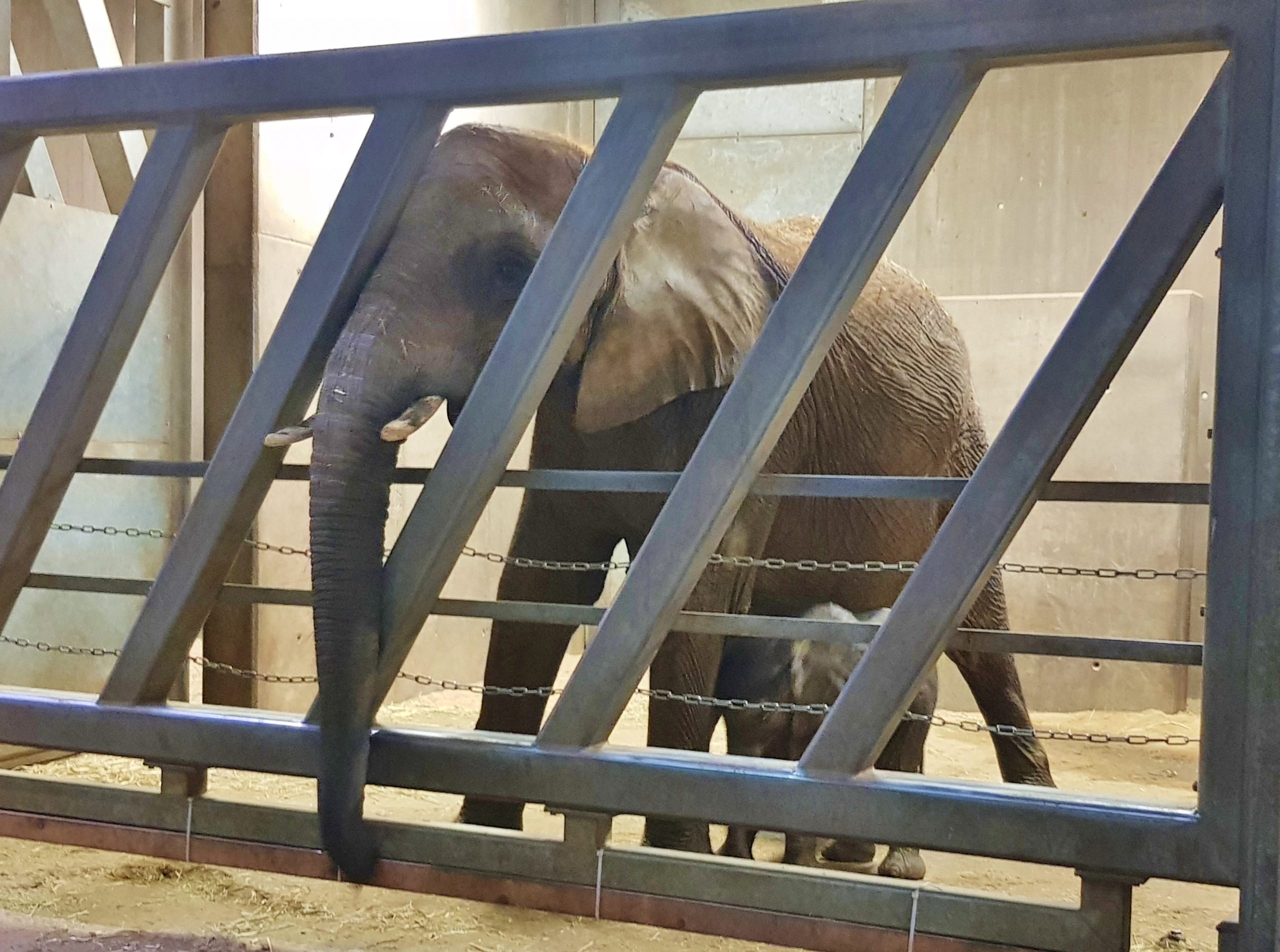 Hallesche-Elefanten-Familie-zieht-in-den-Tierpark-Berlin-um