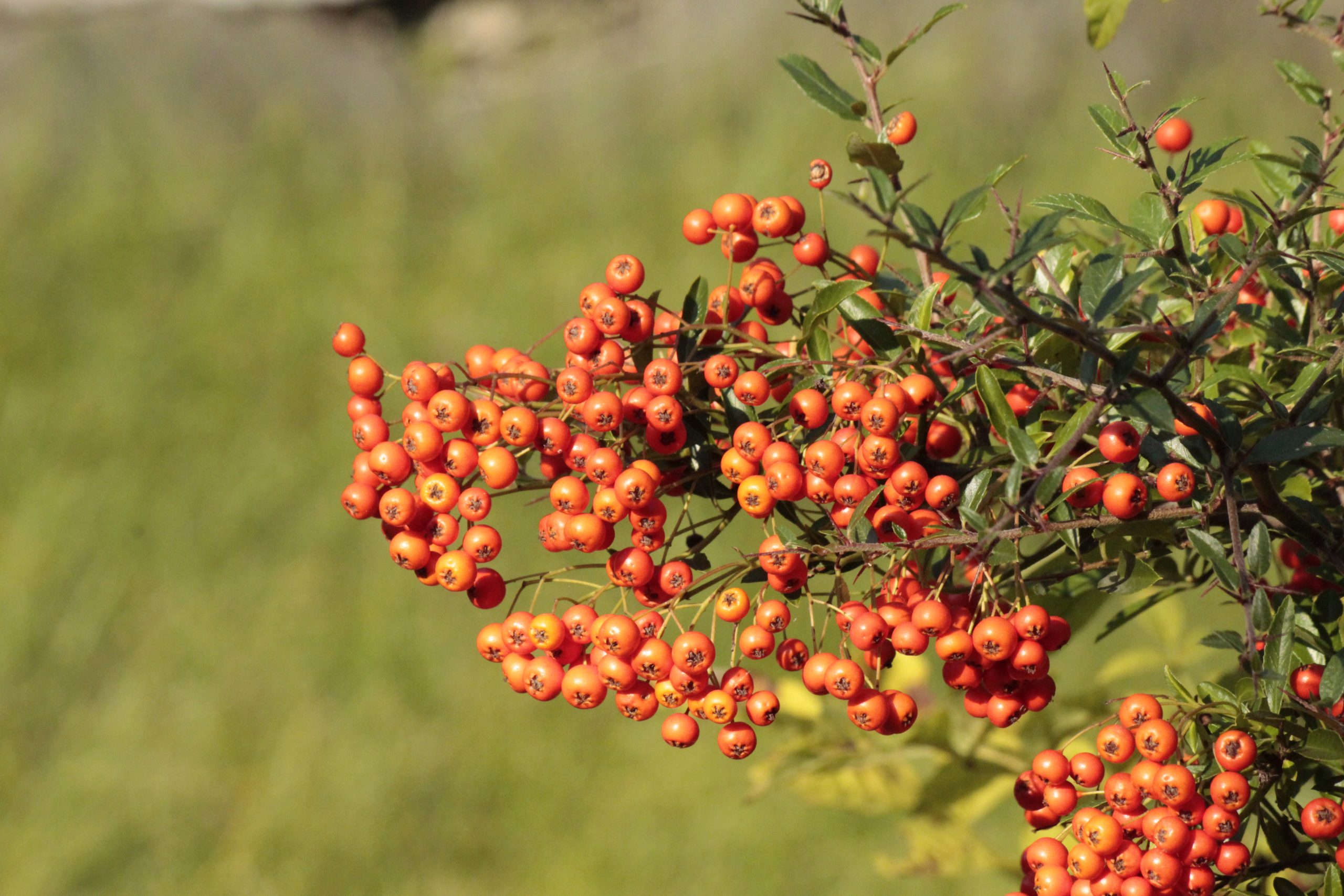 Deutschlandwetter-im-Herbst-2025