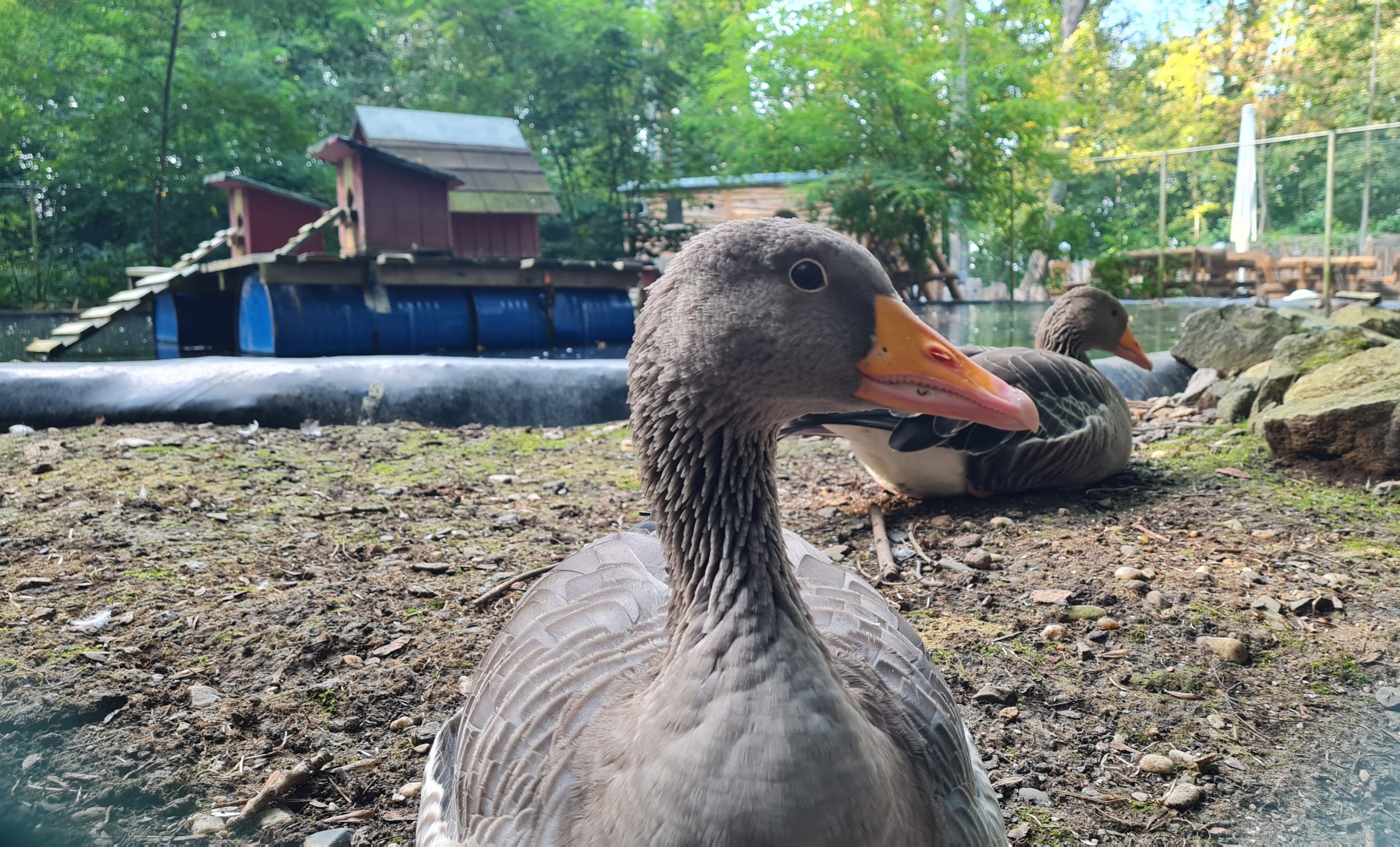 Gefl-gelpest-Stadt-hebt-Stallpflicht-und-Verbot-von-Taubenausstellungen-auf