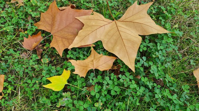 Herbst Laub