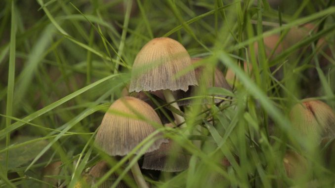 Natur Pilze