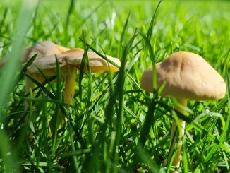 Pilze Wiese