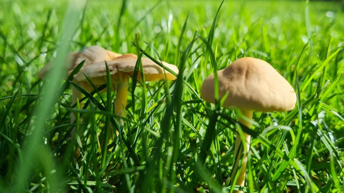 Pilze Wiese