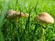 Pilze Wiese
