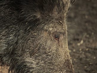 Wildschwein