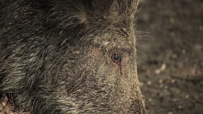 Wildschwein