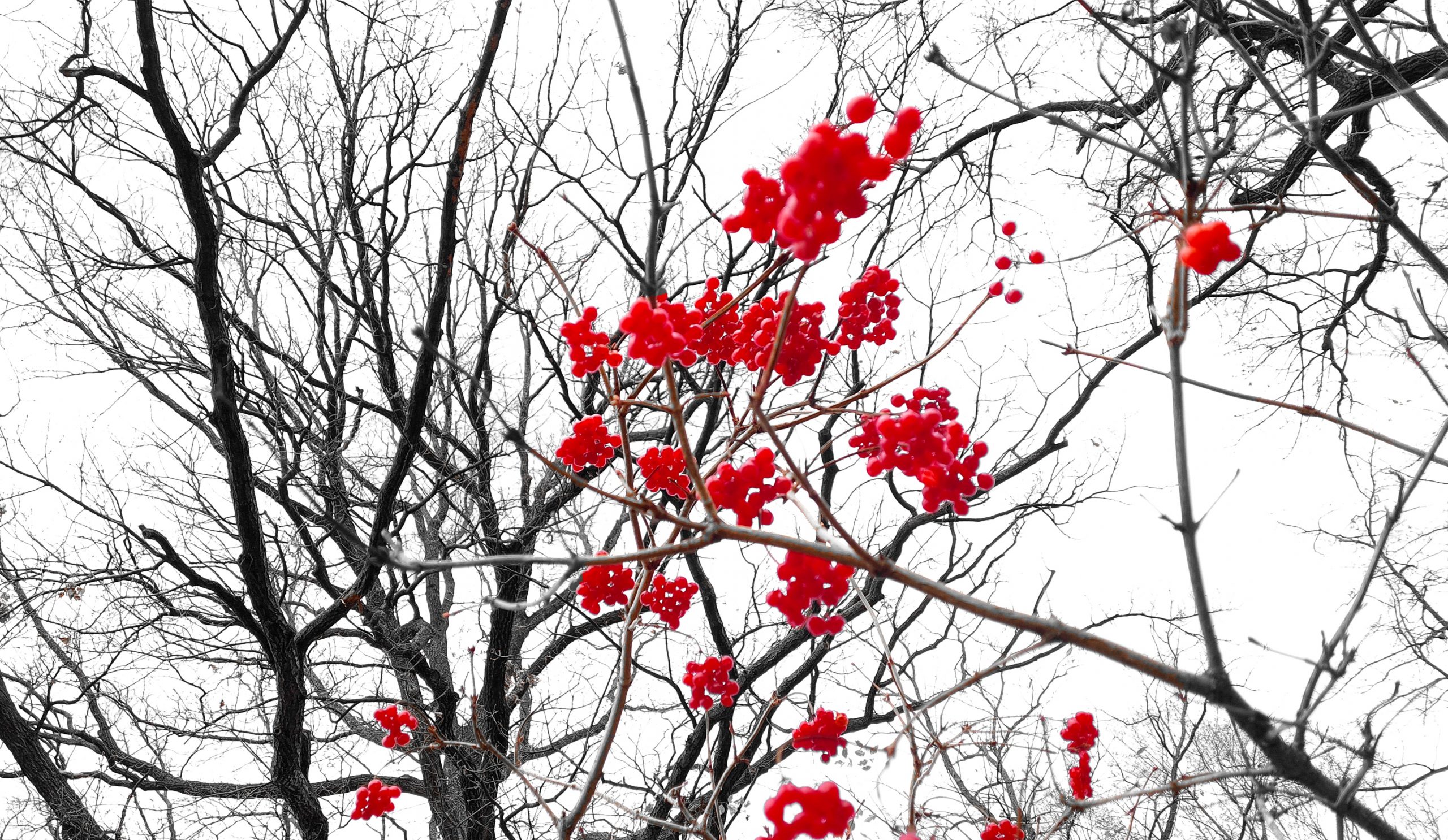 Botanischer-Garten-l-dt-zur-Winterf-hrung-ein