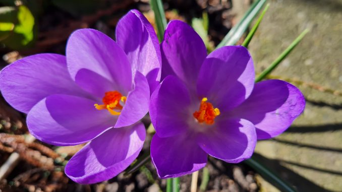 krokus06 Frühling Krokus
