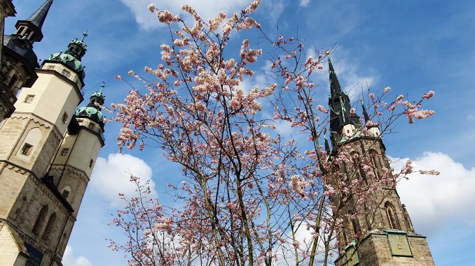 Roter Turm Marktkirche Frühling