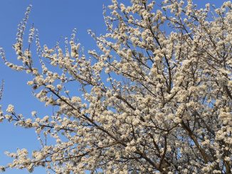 Baum Blüten Frühling