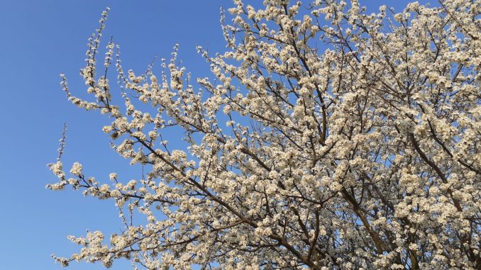 Baum Blüten Frühling