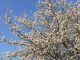 Baum Blüten Frühling