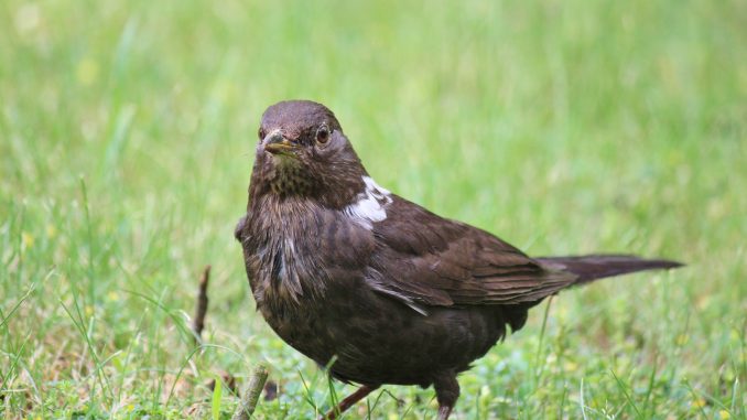 amsel02 Amsel