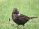 Amsel