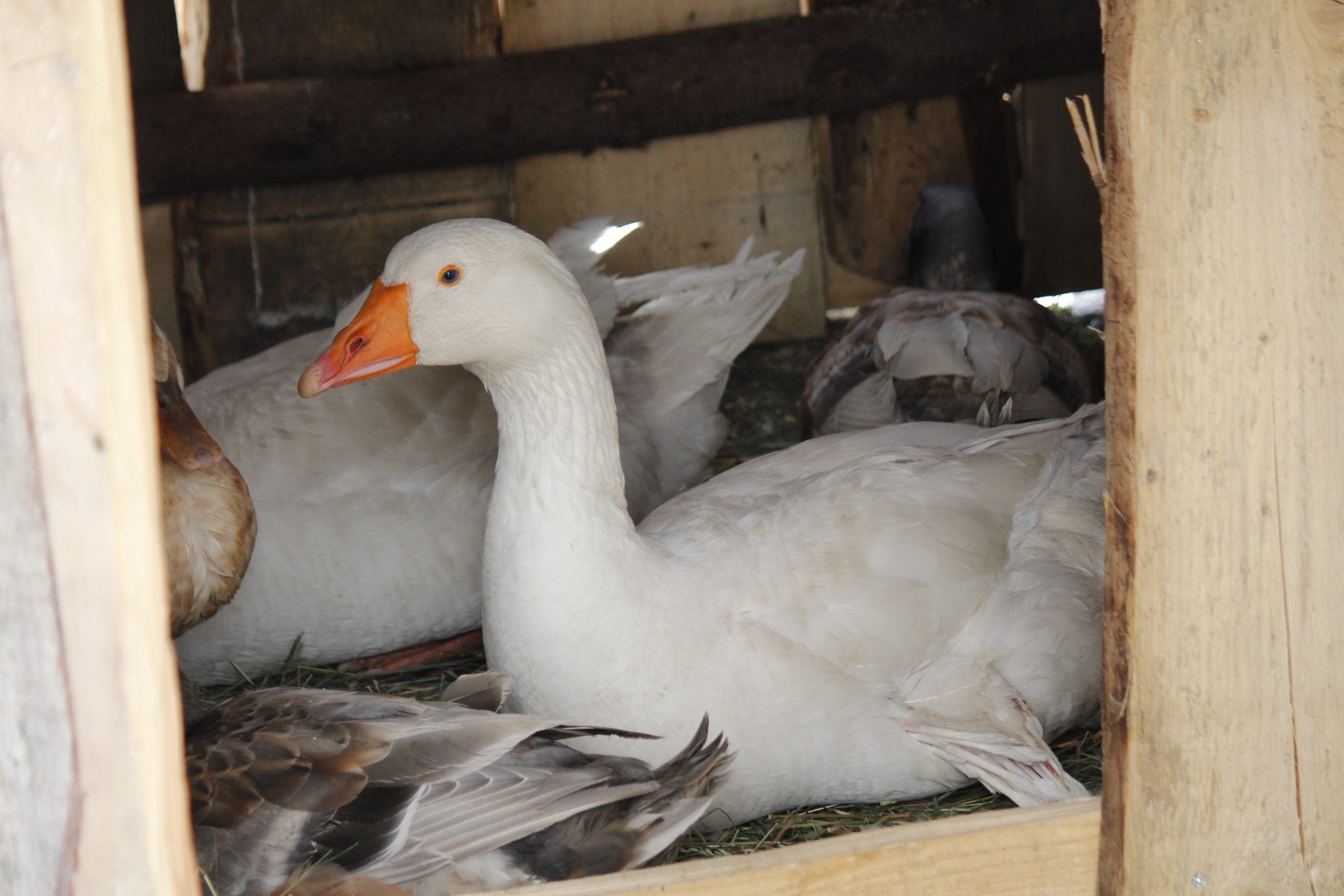 Gefl-gelpest-Stadt-ordnet-ab-sofort-Aufstallungsgebot-f-r-Gefl-gel-an