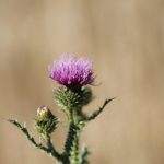Distel