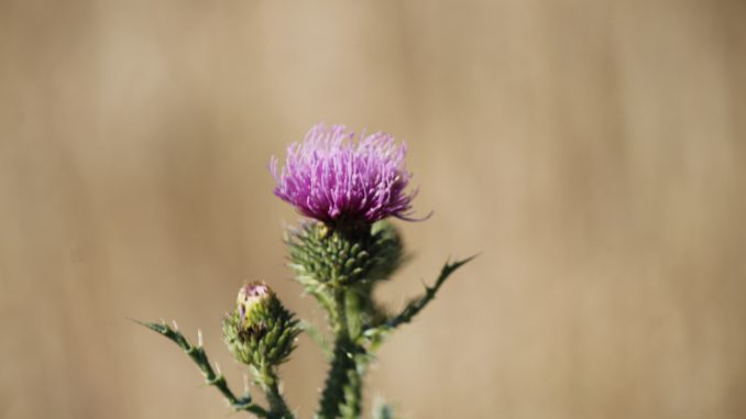 Distel