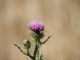 Distel