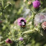 Distel Biene