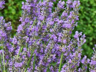 Lavendel