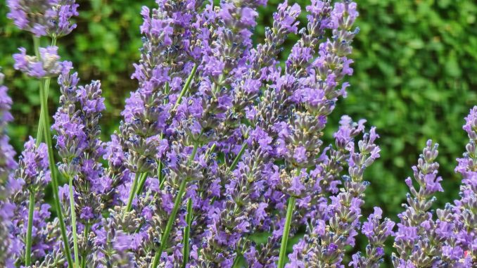 Lavendel