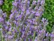 Lavendel
