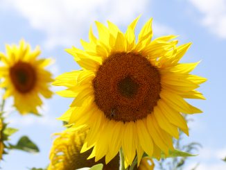 Sonnenblume