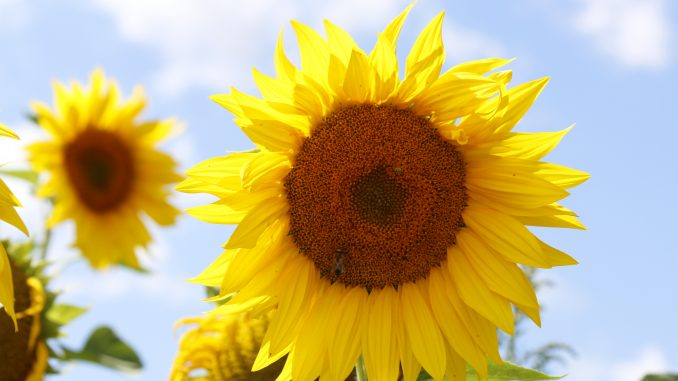 sonnenblume04 Sonnenblume