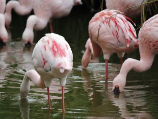 Flamingo