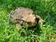 Erdkröte