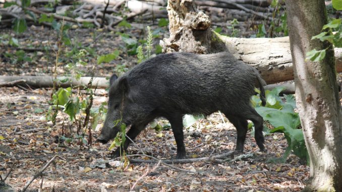 Wildschwein