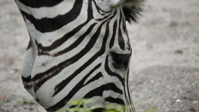 zebra02 Zebra