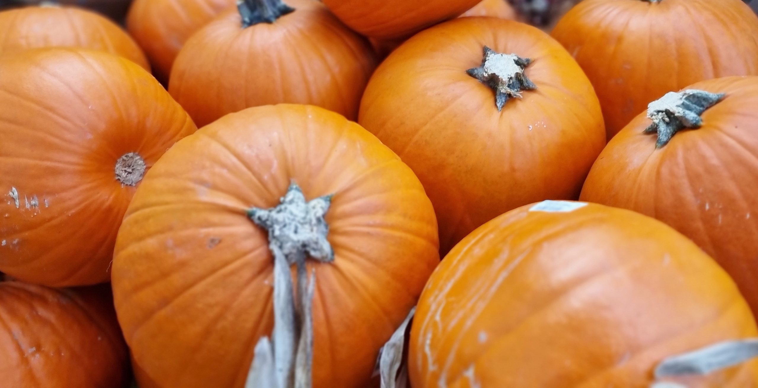 -ber-600-Tonnen-Speisek-rbisse-wurden-in-Sachsen-Anhalt-im-Jahr-2024-geerntet