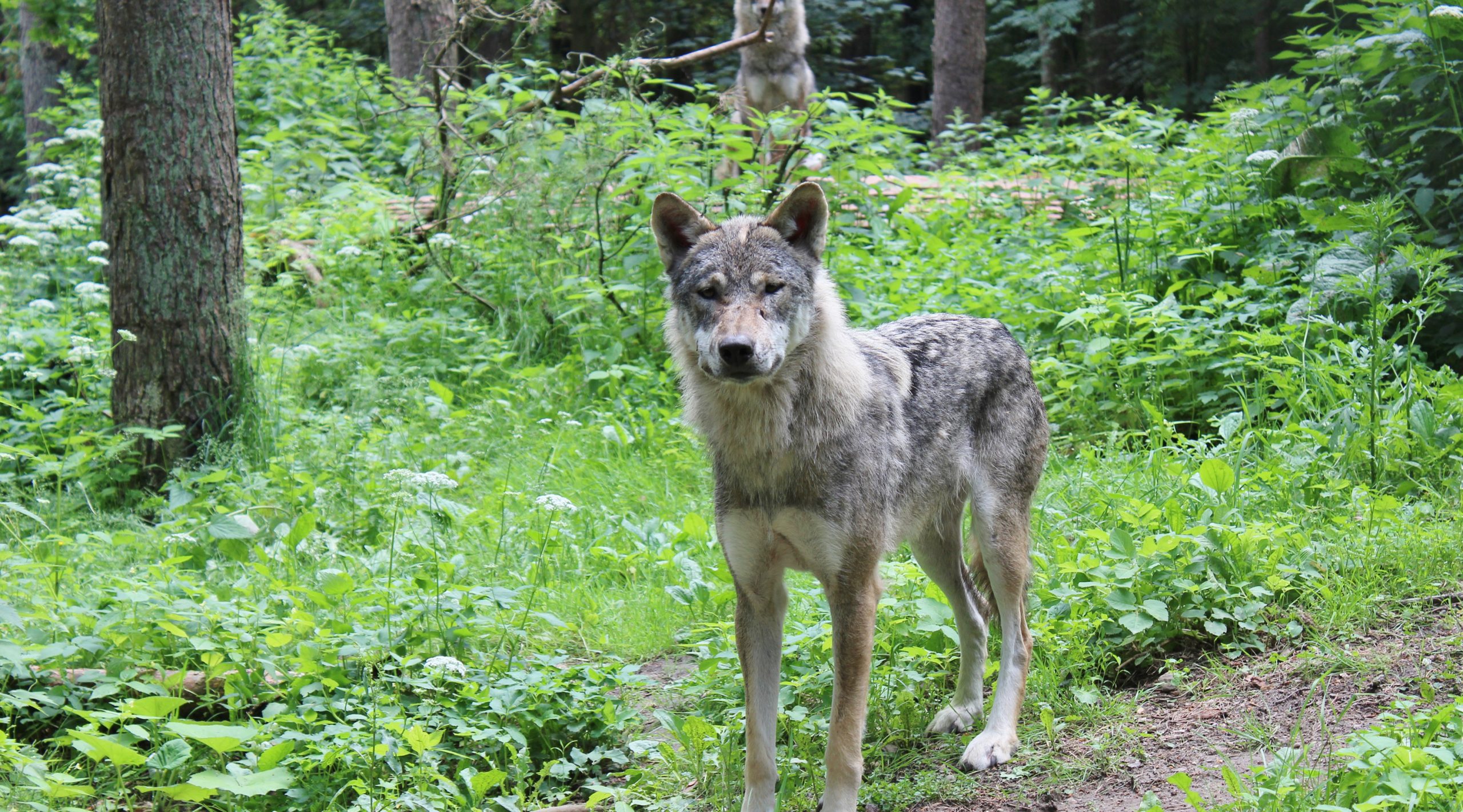 Landesregierung-beschlie-t-Reform-des-Landesjagdgesetzes-Wolf-jetzt-auf-der-Abschussliste