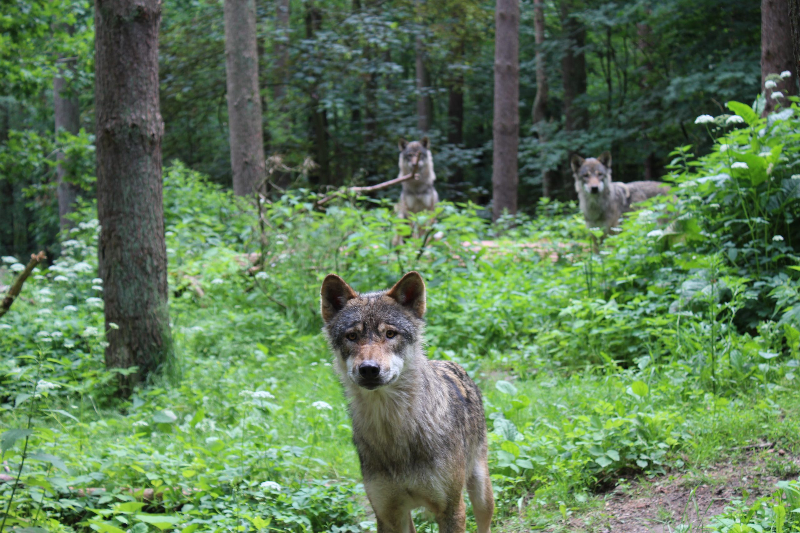 Kritik-an-geplanter-Aufnahme-des-Wolfs-ins-Jagdrecht