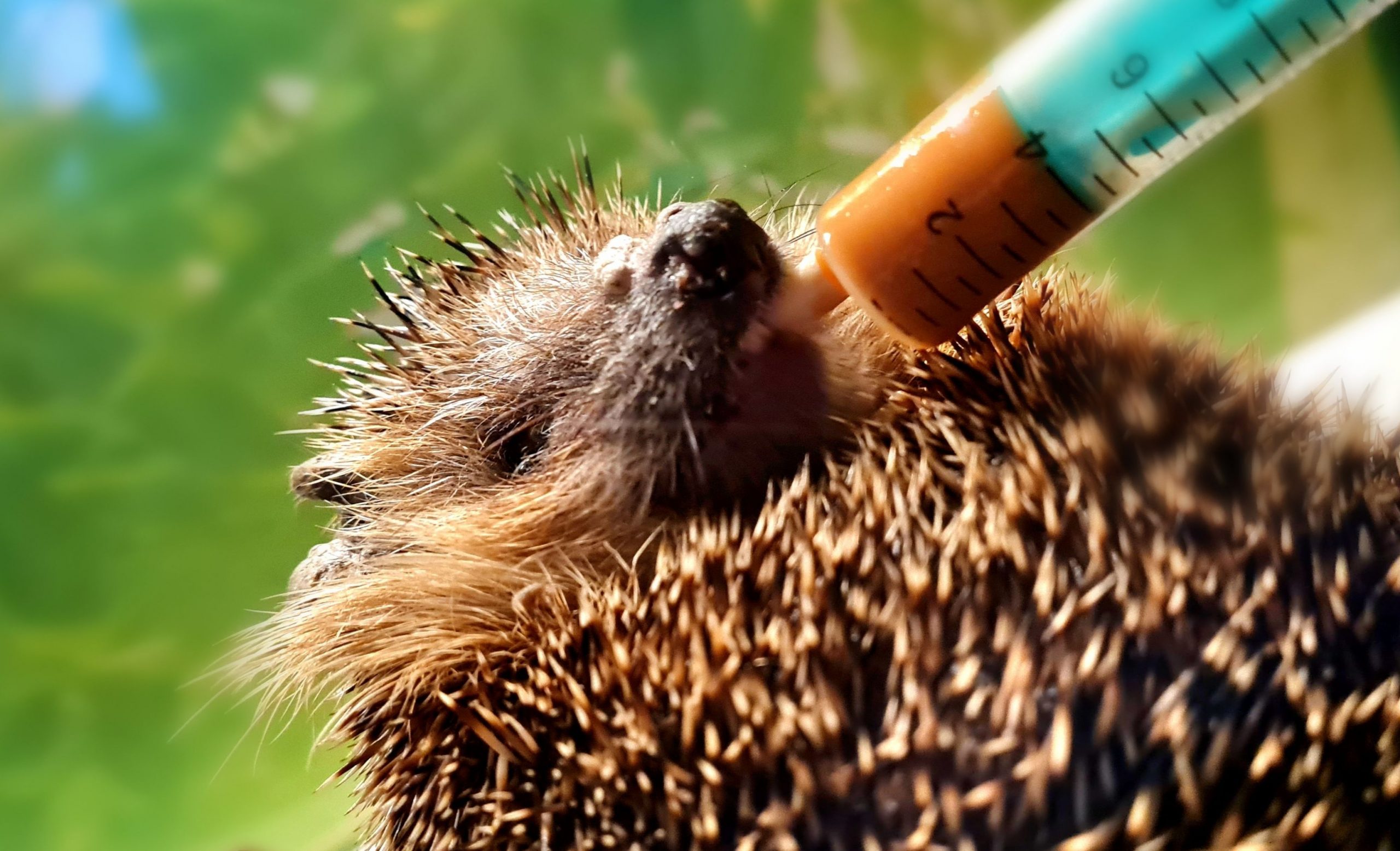 B-ndnis-Gr-ne-im-Landtag-fordern-St-rkung-des-Wildtierschutzes-in-Sachsen-Anhalt