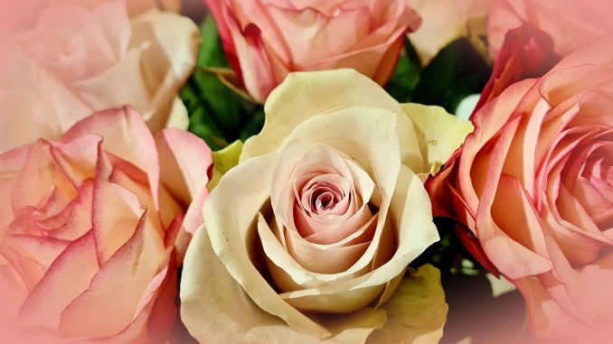 rosen10 Rosen